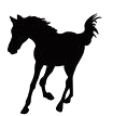 Vyjížďky
